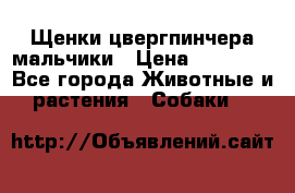 Щенки цвергпинчера мальчики › Цена ­ 25 000 - Все города Животные и растения » Собаки   